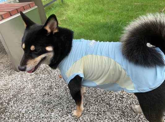 Why Dogs Need Clothes in Summer: 4 Important Benefits Many Pet Parents Overlook