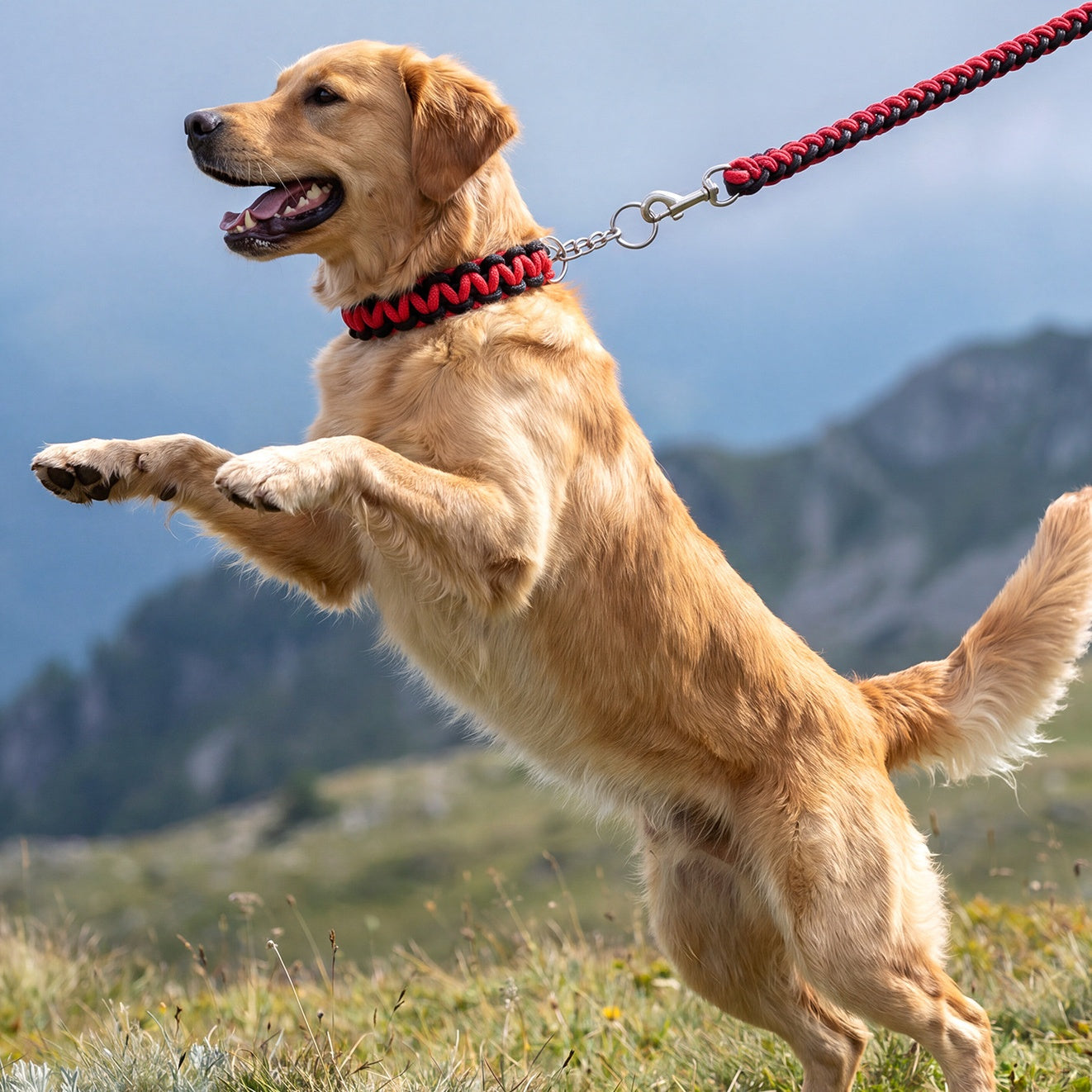Heavy-Duty Braided Dog Collar & Leash Set for Strong Dogs