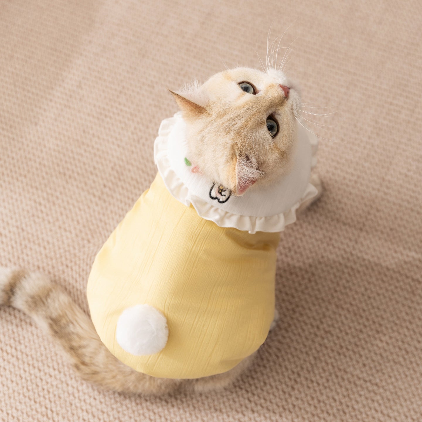 Cute Bunny Cat Sweater | Soft Warm Pet Clothes for Cats & Small Dogs | Winter Rabbit Tail Cat Outfit | HipiDogs
