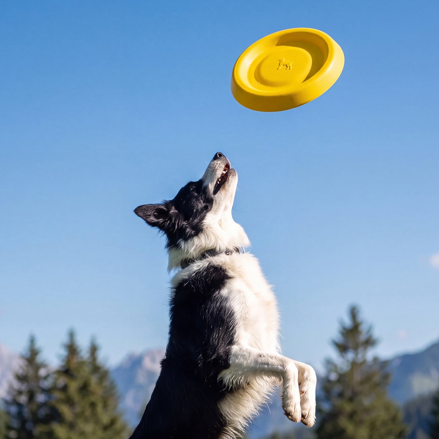 Durable Flying Disc Dog Toy for Outdoor Fetch & Training
