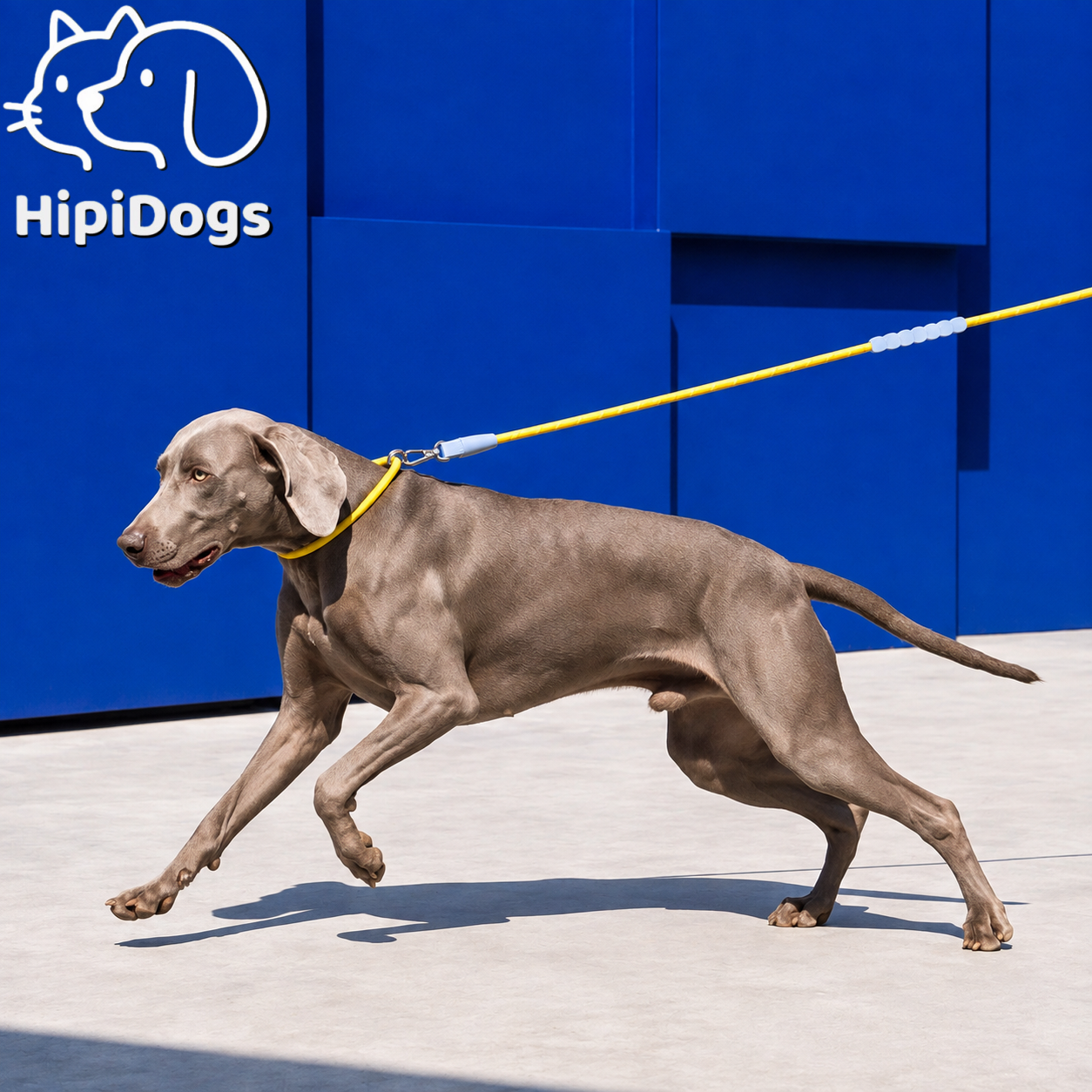 Heavy-Duty Reflective Dog Leash with Shock-Absorbing Handle